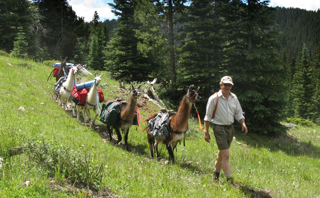 Bill with Llamas