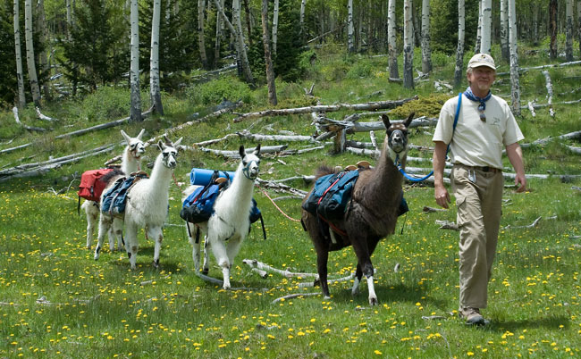 Bill with Llamas