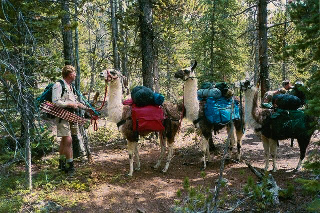 Llama