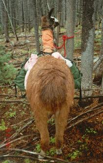 Elk Hunt
