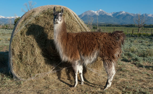 Antero Farm