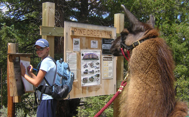 Llama