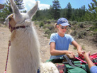 Llamas on the Trail